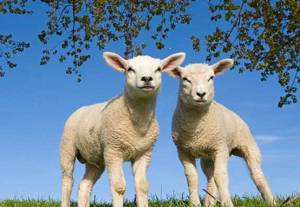 345705C W461 Lammetjes