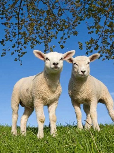 345705C W461 Lammetjes