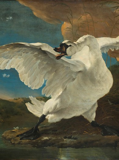 De Bedreigde Zwaan Rijksmuseum SK A 4